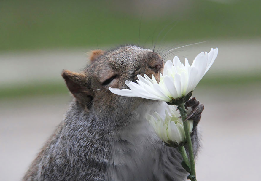 Bức ảnh ghi lại khoảnh khắc đẹp khi chú sóc ngửi khóm hoa cúc dại